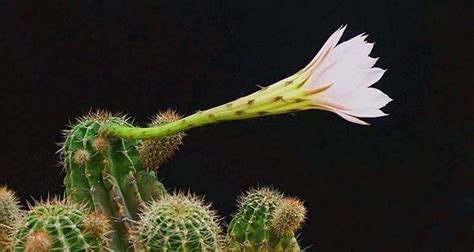 仙人球开花寓意|仙人球开花好兆头，人生的幸运！